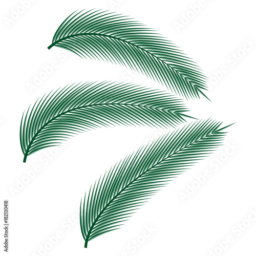 Tropical Palm Leaves. Vector illustration.