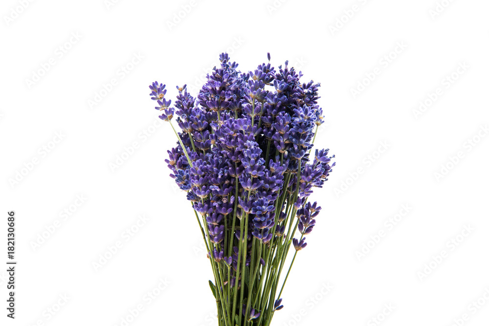Fototapeta premium bouquet of lavender isolated