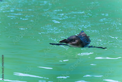 Pinguin - Badevergnügen