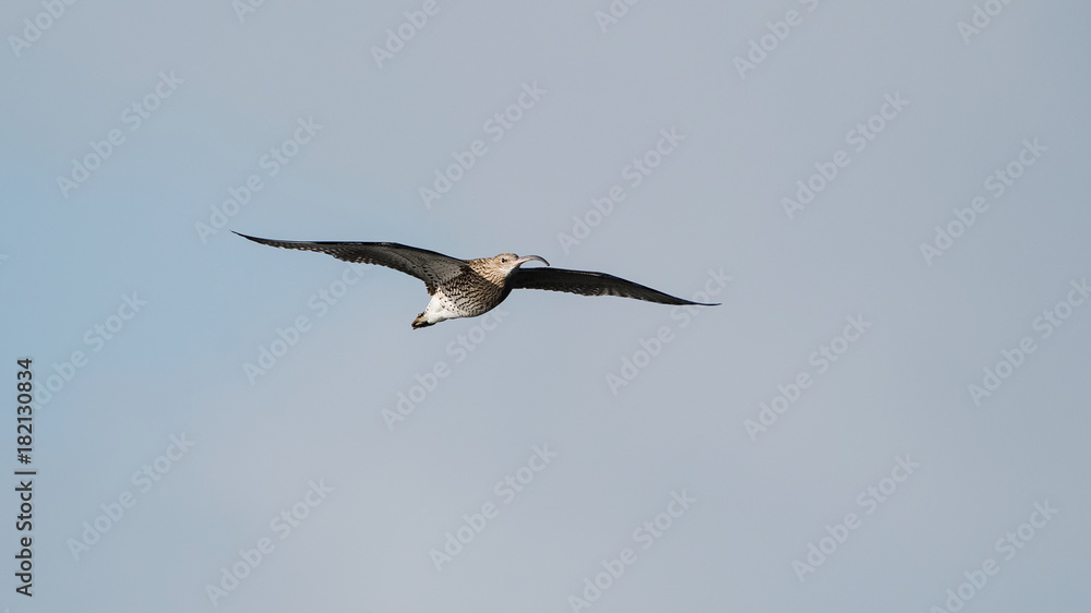 Eurasian Curlew, Curlew, Numenius arquata Eurasian Curlew, Curlew, Numenius arquata
