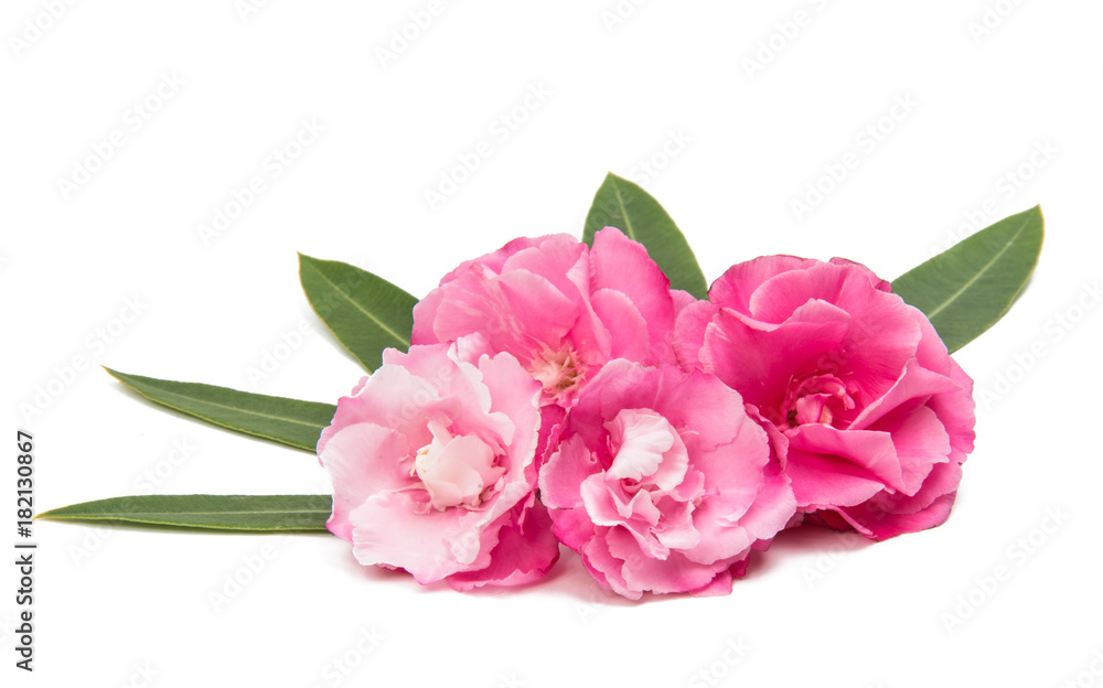 pink oleander flowers isolated