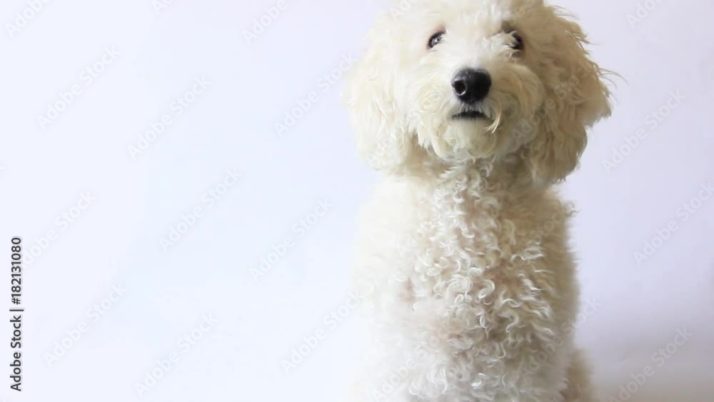 White poodle dog looking in camera on white background White poodle dog looking in camera on white background