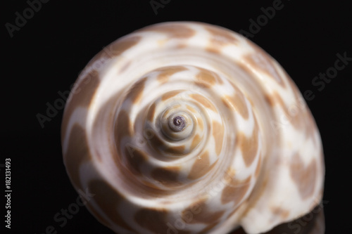 Sea shell of marine snail  isolated on black background