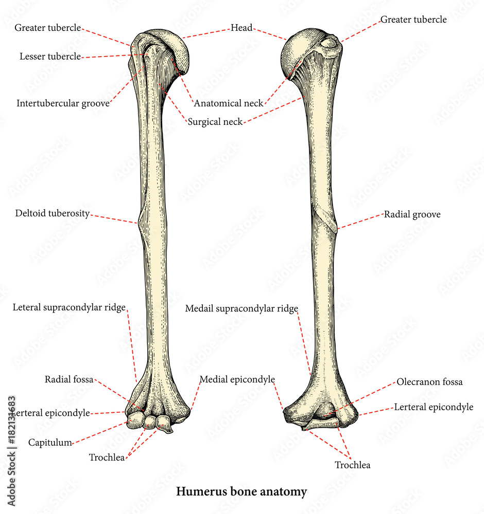 Anatomy of upper human arm bones hand drawing vintage style,Human humerus  Stock Vector