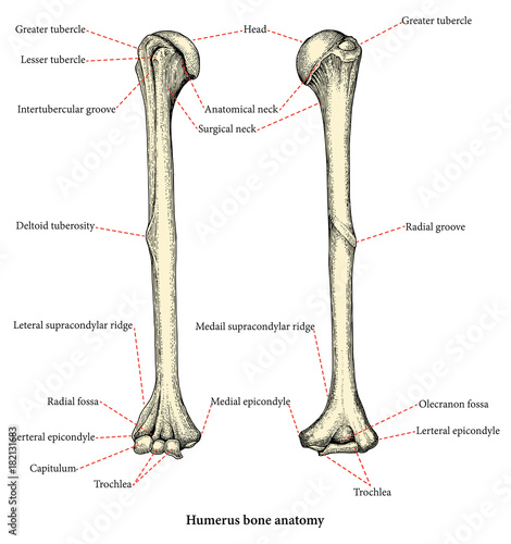 Anatomy of upper human arm bones hand drawing vintage style,Human humerus