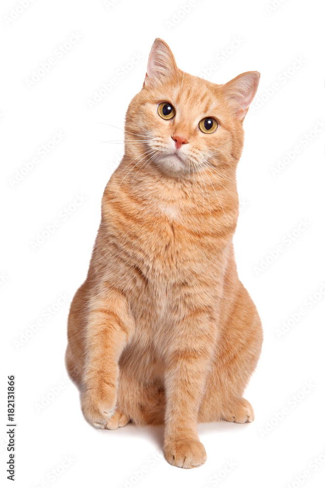 Obraz premium Ładny czerwony żółty blady kot siedzi na białym tle.