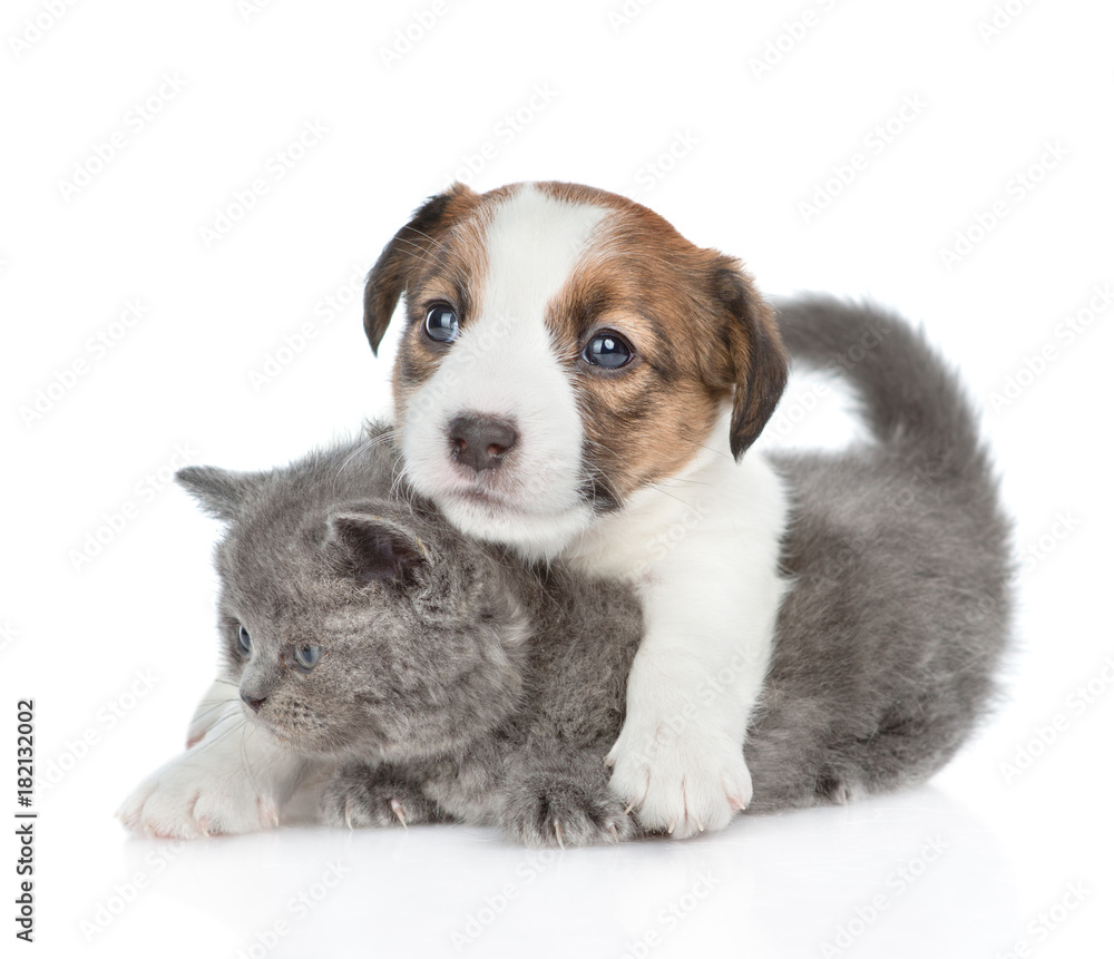 Obraz premium Cute jack russell puppy hugging a kitten. isolated on white background