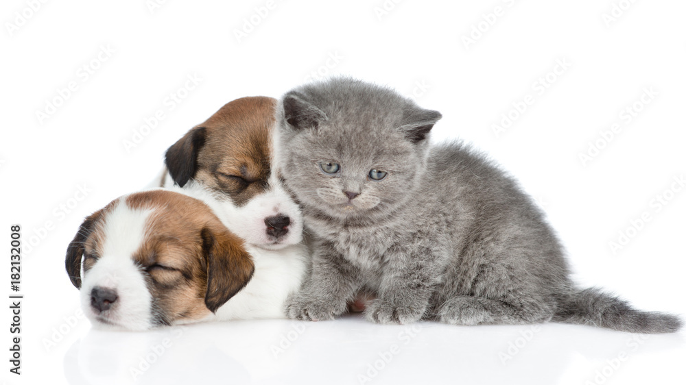 Kitten and a group of sleeping puppies Jack Russell.  isolated on white background