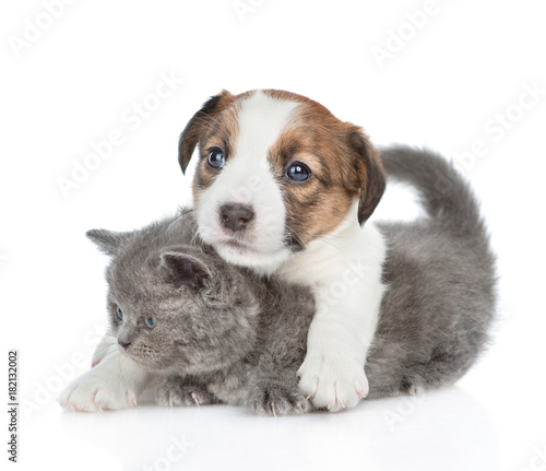 Cute jack russell puppy hugging a kitten. isolated on white background