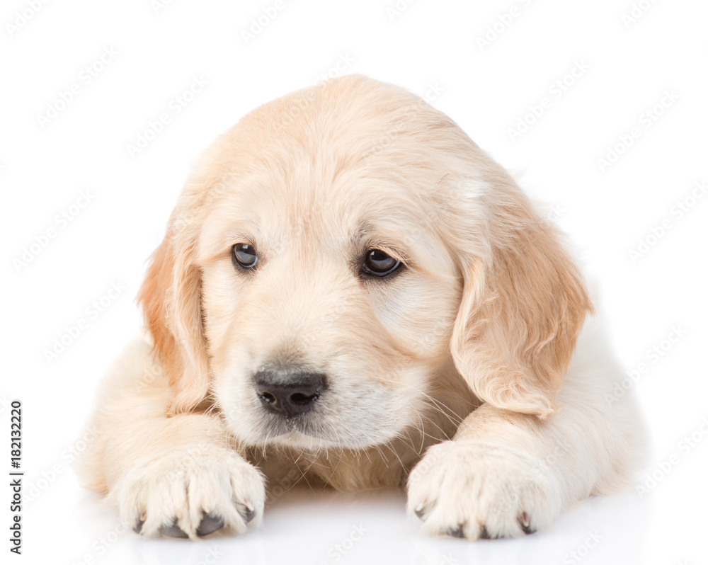 Sad Golden Retriever puppy lying in front view. isolated on white background