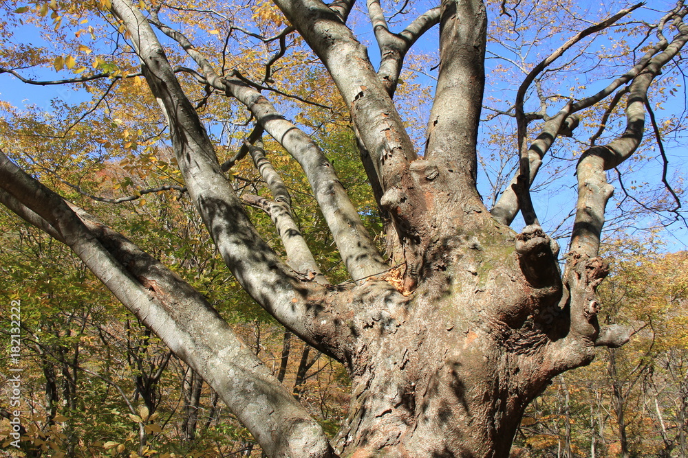 奇妙な枝の伸ばし方をしている、樹齢約２５０年のケヤキ(宮城県)
