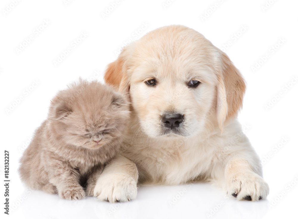 golden retriever puppy dog and kitten lying together. isolated on white background golden retriever puppy dog and kitten lying together. isolated on white background