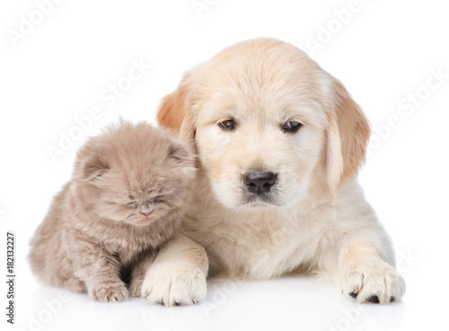 golden retriever puppy dog and kitten lying together. isolated on white background