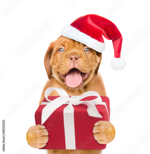 Funny puppy in red christmas hat with gift box. isolated on white background © Ermolaev Alexandr