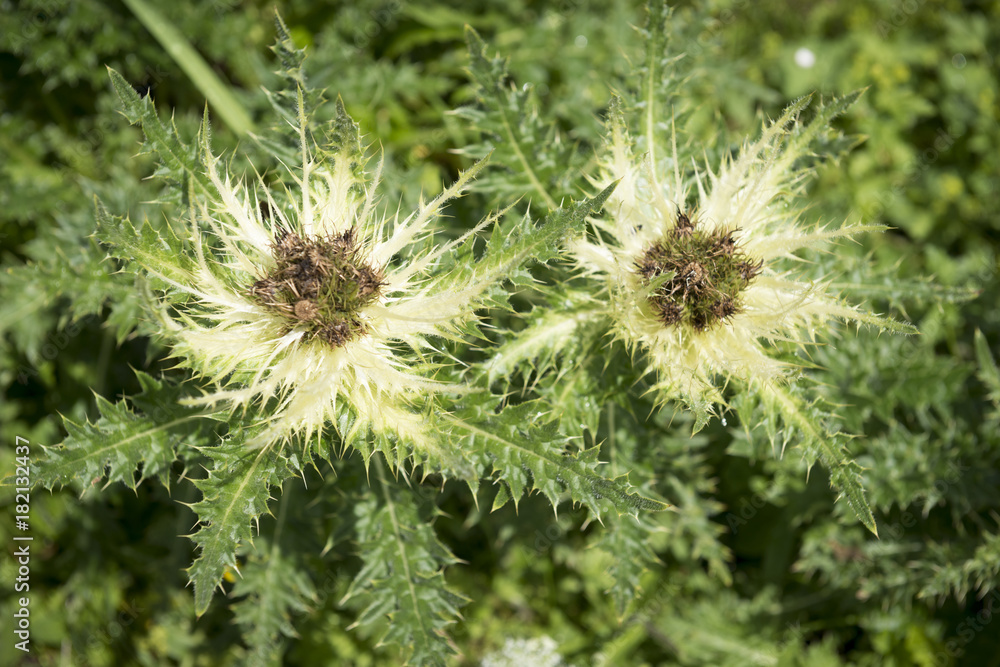 Alpenflora, AlpenKratzdistel (Cirsium spinosissimum) StockFoto