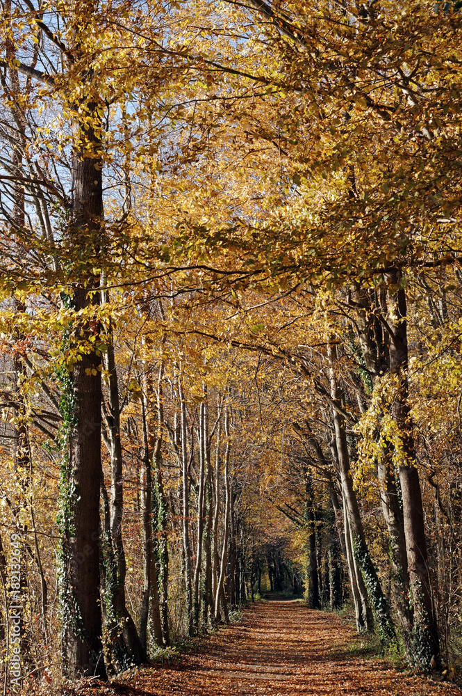 Obraz premium sentier et forêt en automne dans le parc régional naturel du Gâtinais français