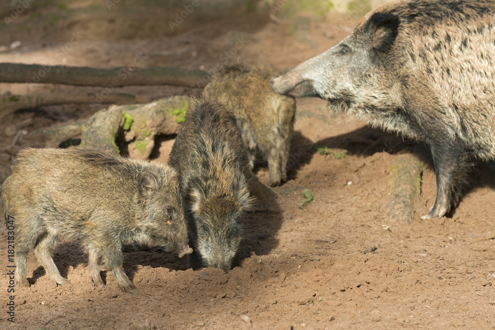 Wildschwein ( Sus scrofa ), Bache mit Frischlingen. Wildschwein ( Sus scrofa ), Bache mit Frischlingen.