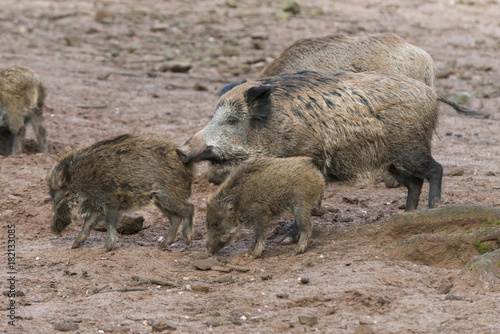 Obraz na plátně Wildschwein ( Sus scrofa ), Bache mit Frischlingen.