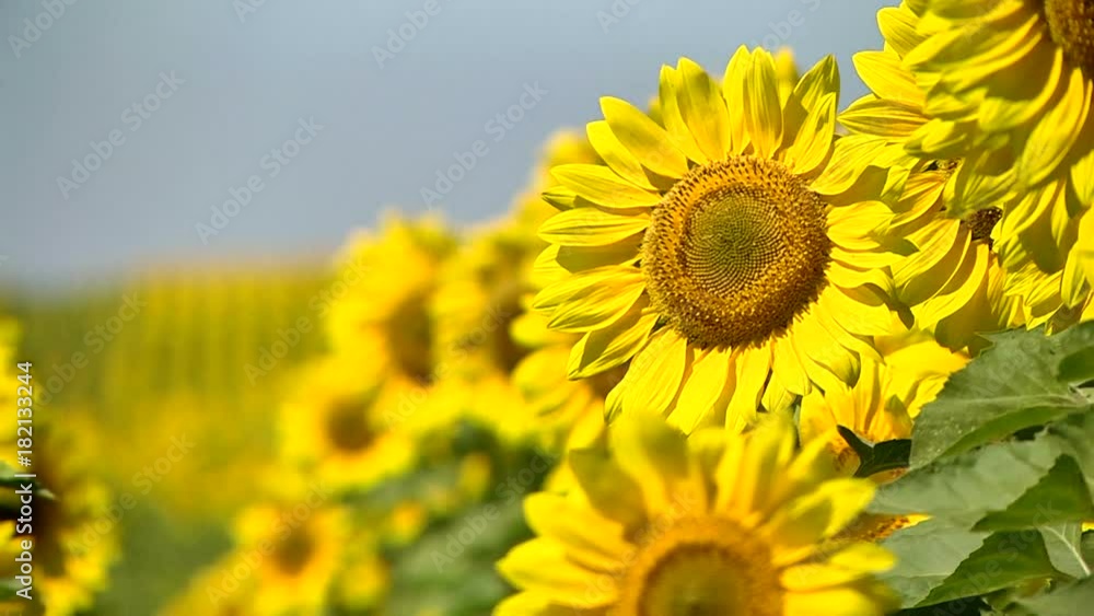 A brightly lit field of sunflowers with focus into the distance A brightly lit field of sunflowers with focus into the distance
