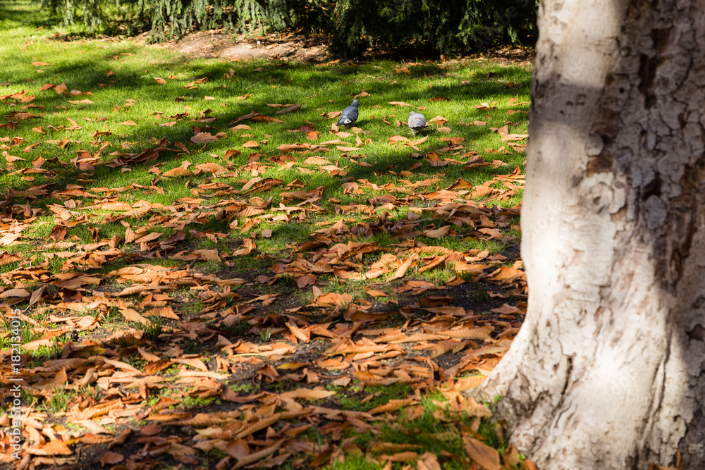 Autumn landscapes in the Retiro Park in Madrid Autumn landscapes in the Retiro Park in Madrid