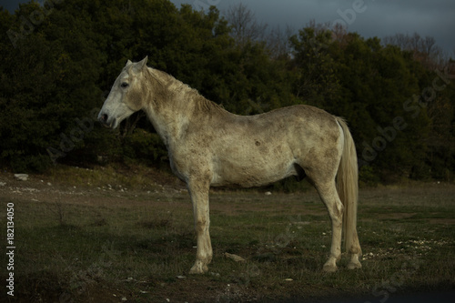 horse white in the meadow dark background nature © sea and sun
