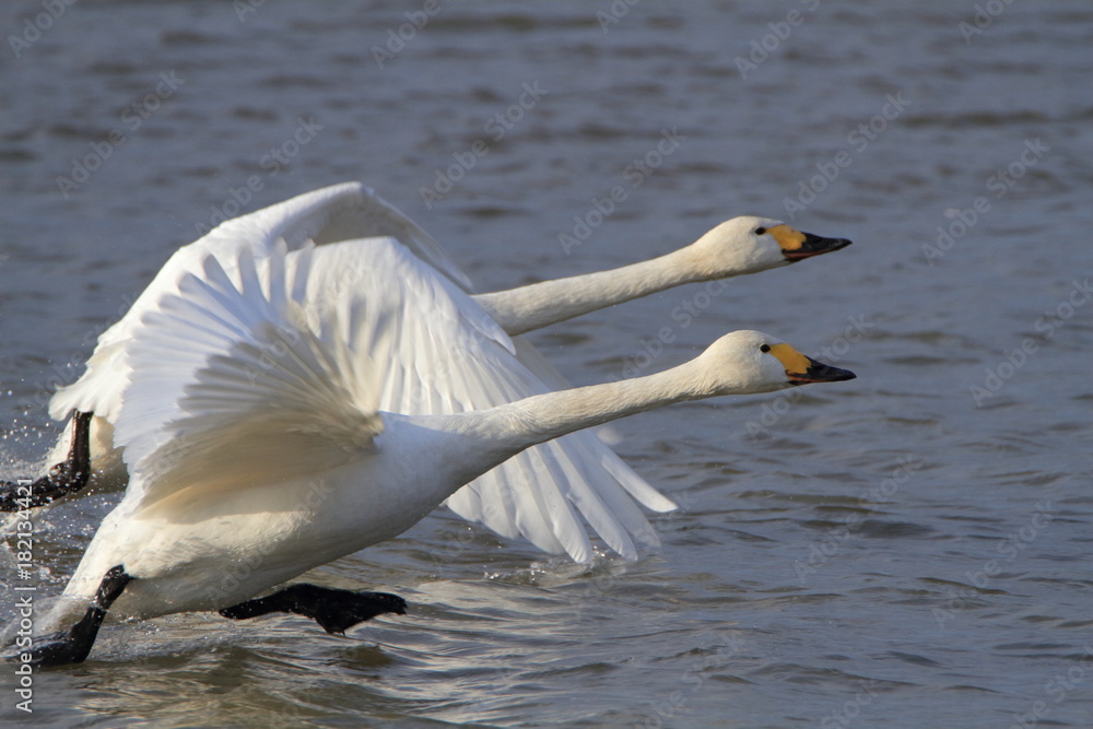 Fototapeta premium 助走する白鳥 Swans take off 