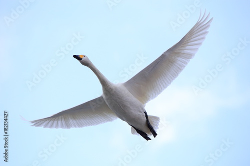 飛ぶ白鳥　Swan flying	