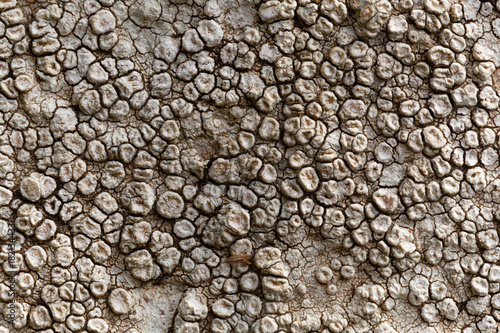 Sunken disk lichen Aspicilia calcarea.