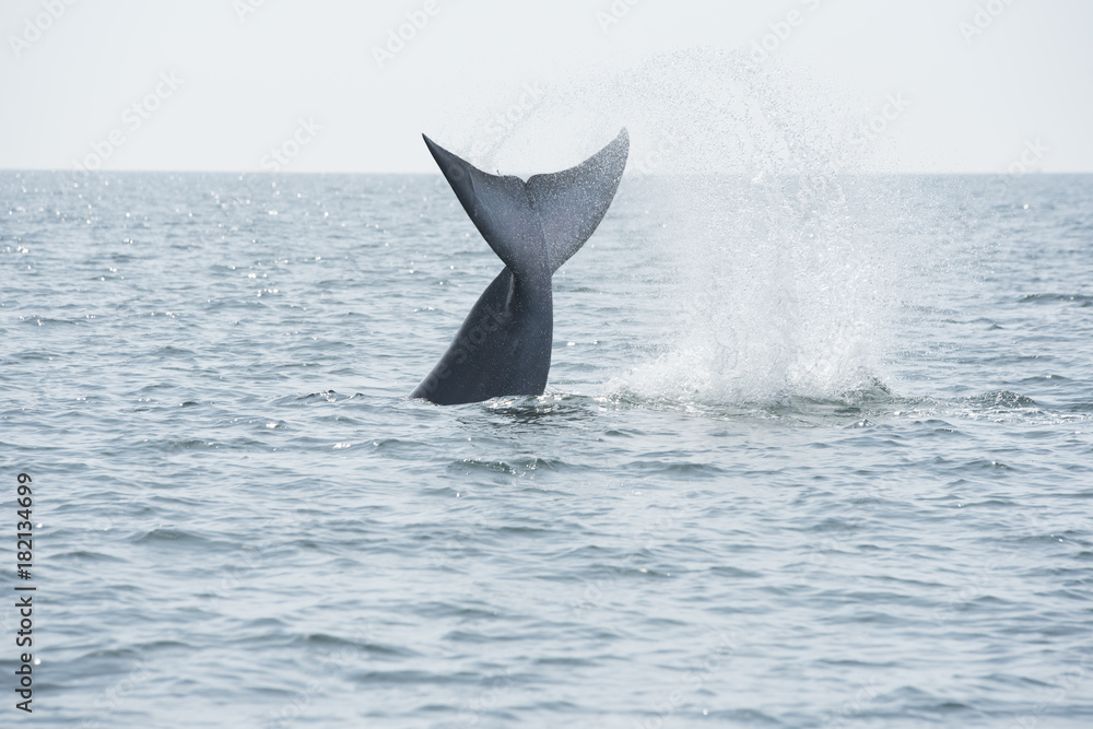 Fototapeta premium Bryde's whale, Whale in gulf of Thailand..