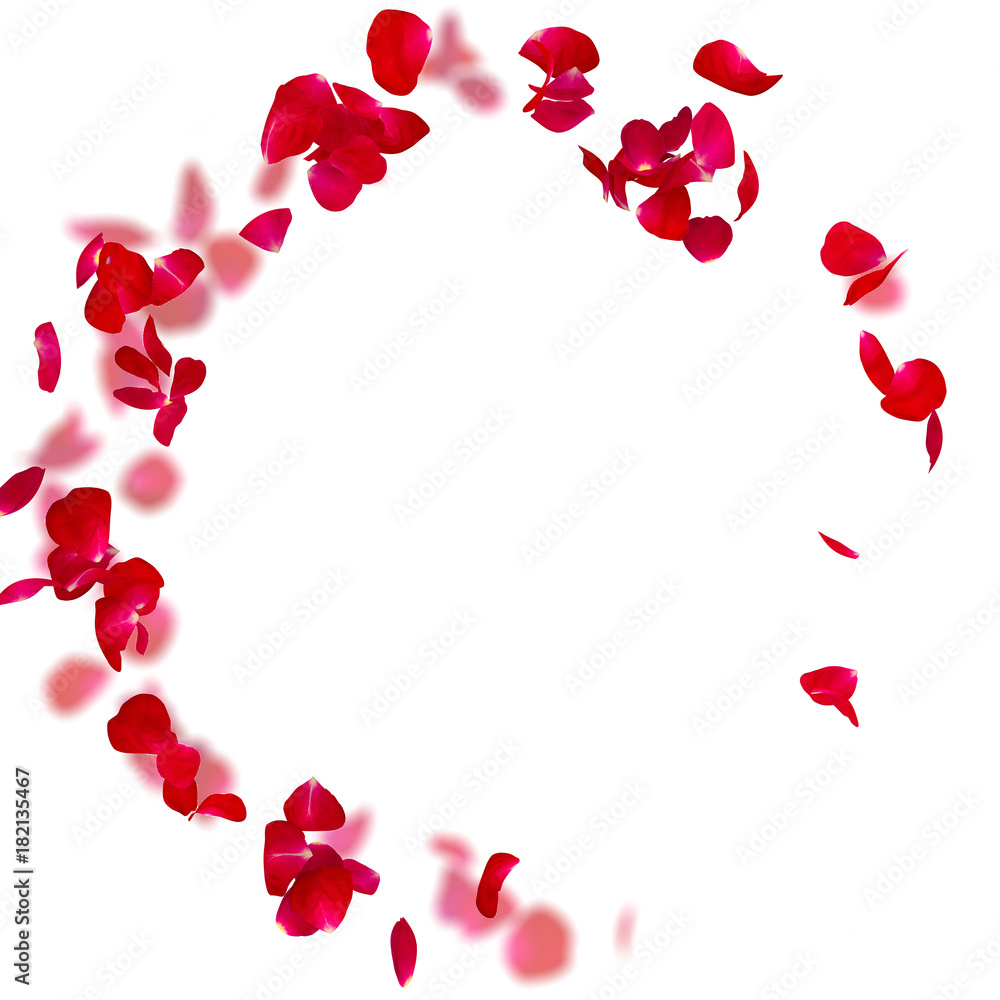 Rose petals fall to the floor Rose petals fall to the floor