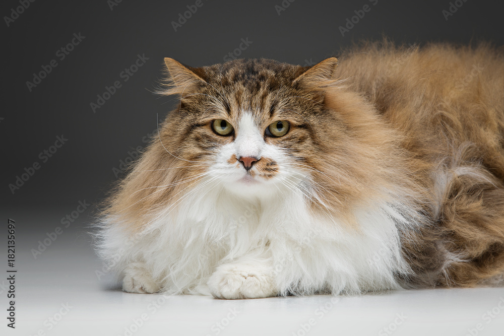 custom made wallpaper toronto digitalcloseup of no breed cat