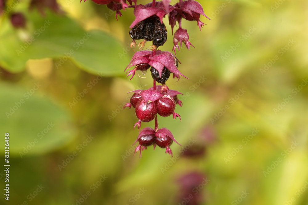Himalayan honeysuckle (Leycesteria formosa) Himalayan honeysuckle (Leycesteria formosa)