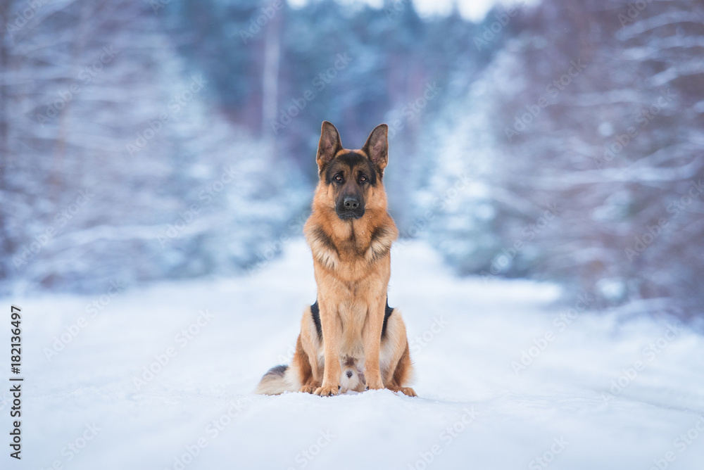 German shepherd dog in winter German shepherd dog in winter