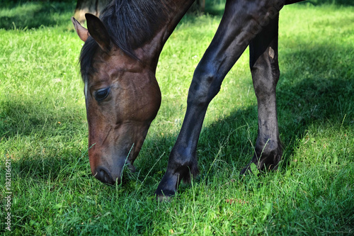 horse in a field eating green grass