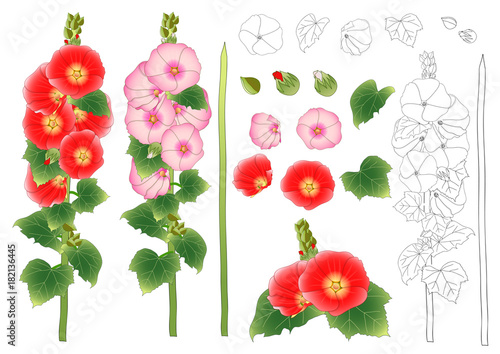 Obraz na płótnie Alcea Rosea Outline  - hollyhocks, Aoi in the mallow family Malvaceae