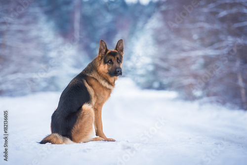 German shepherd dog in winter