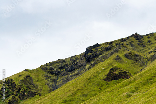 green mountain slope with icelandic sheep
