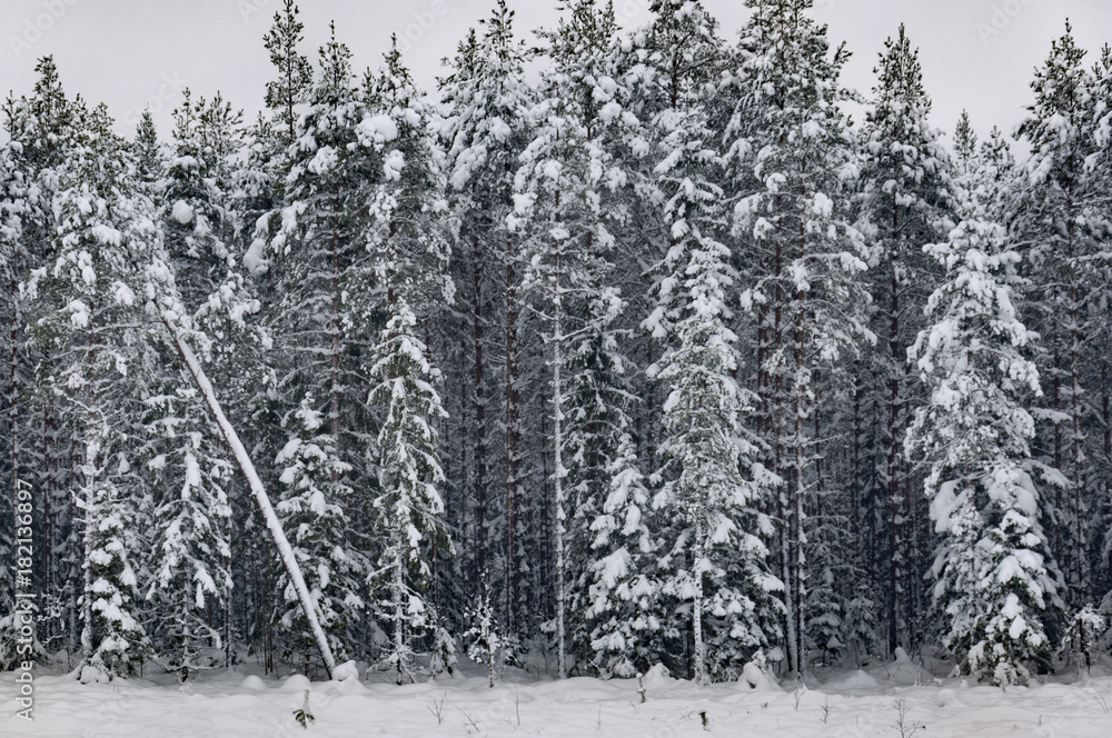 Fototapeta premium Winter landscape trees covered with snow.