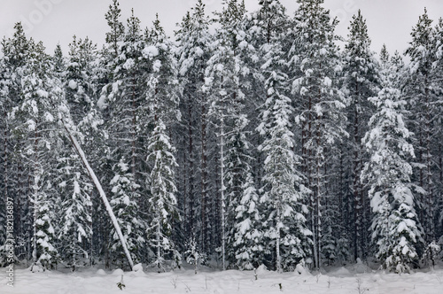 Winter landscape trees covered with snow.