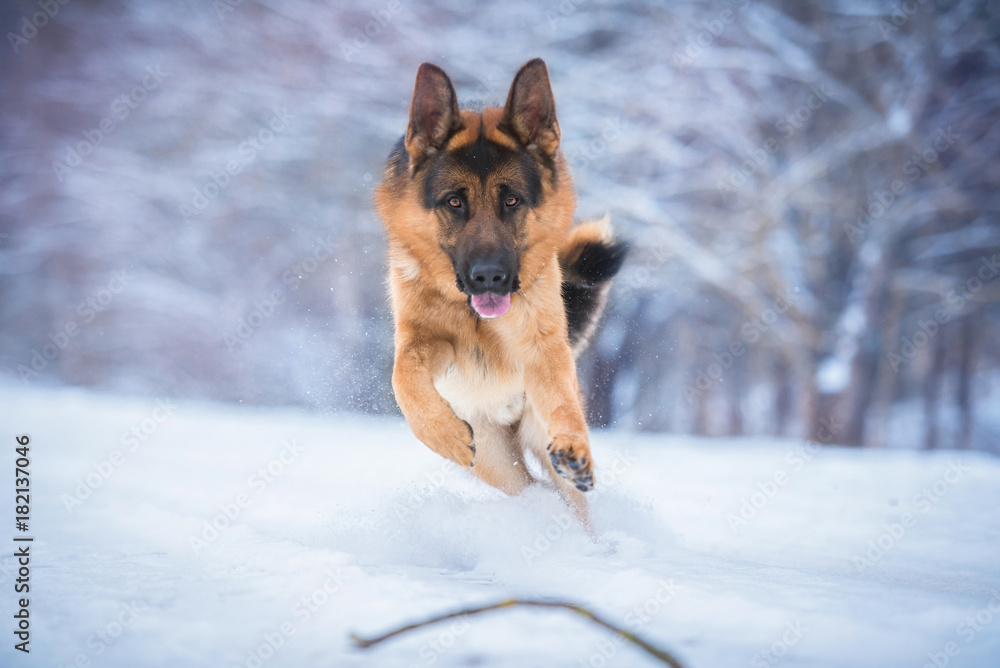 German shepherd dog playing with a stick in winter German shepherd dog playing with a stick in winter
