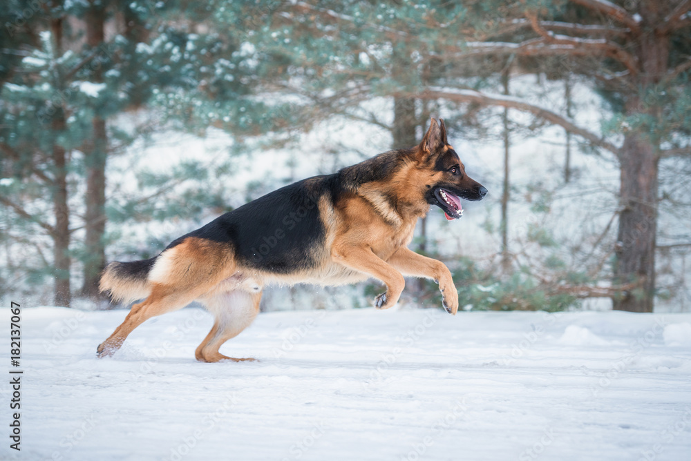 German shepherd dog running in winter German shepherd dog running in winter