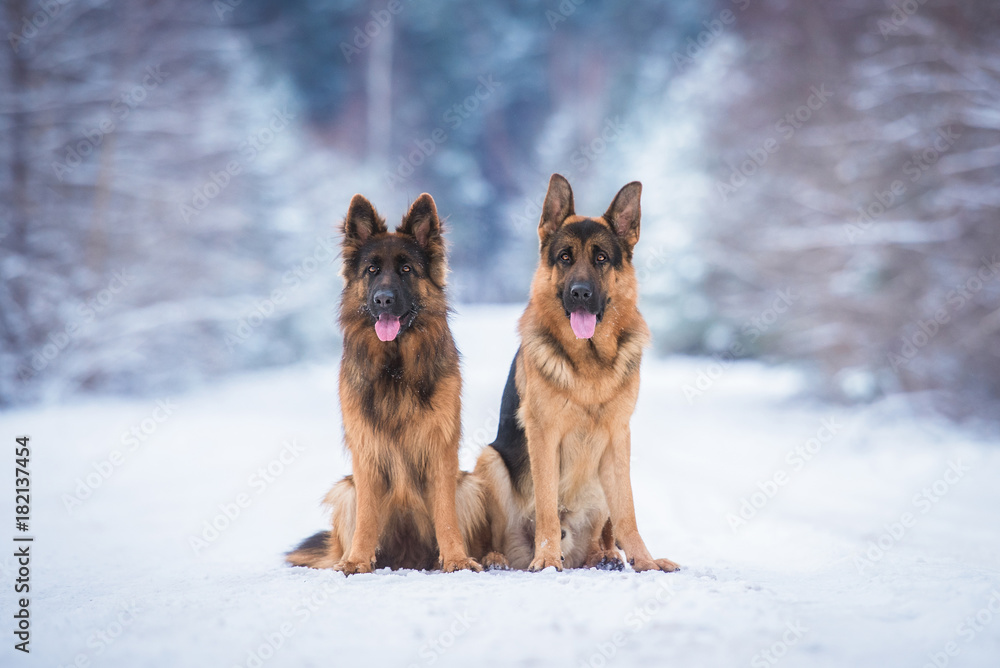 Two german shepherd dogs in winter Two german shepherd dogs in winter