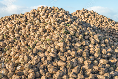 Large heap with many harvested sugar beets