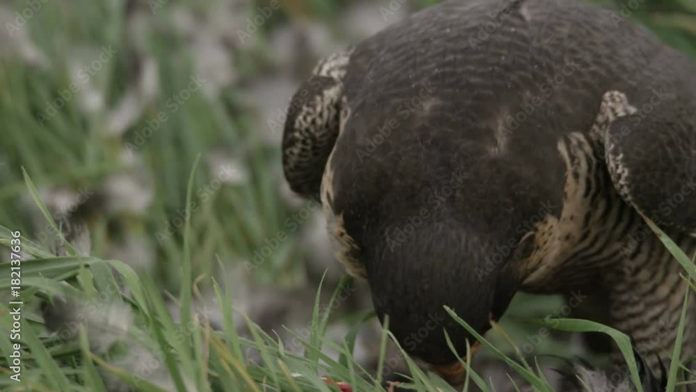 Peregrine falcon with hunted crow - 5k red epic footage Peregrine falcon with hunted crow - 5k red epic footage