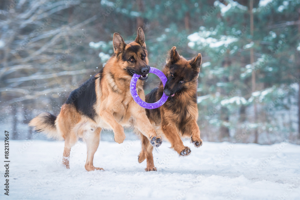 Two happy german shepherd dogs playing with a toy in winter