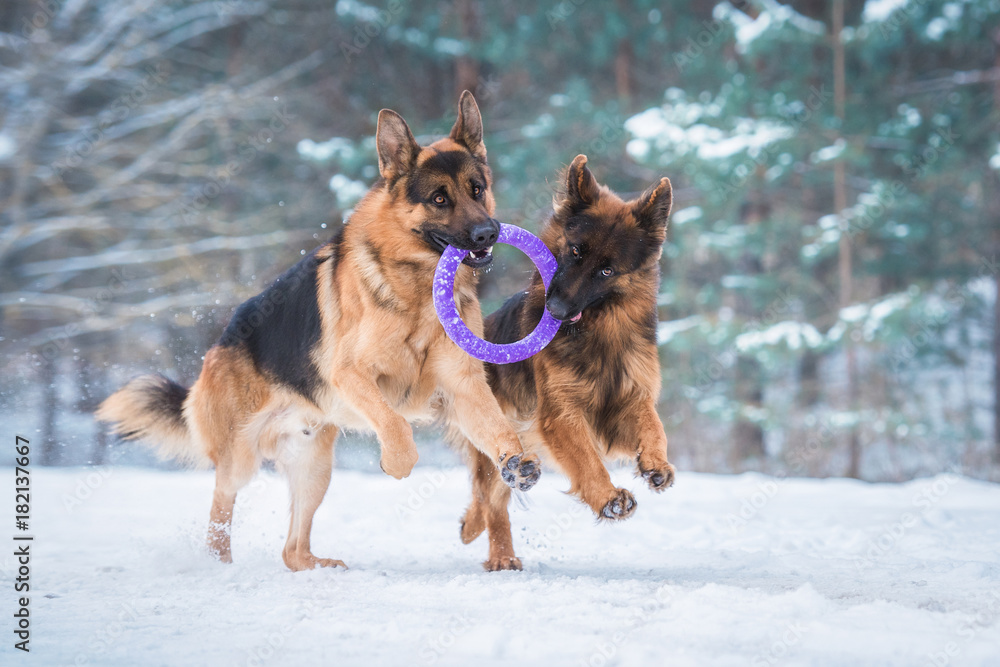 Two happy german shepherd dogs playing with a toy in winter Two happy german shepherd dogs playing with a toy in winter