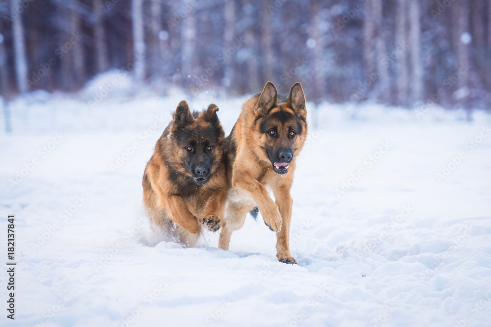 Two happy german shepherd dogs catching a ball in winter Two happy german shepherd dogs catching a ball in winter