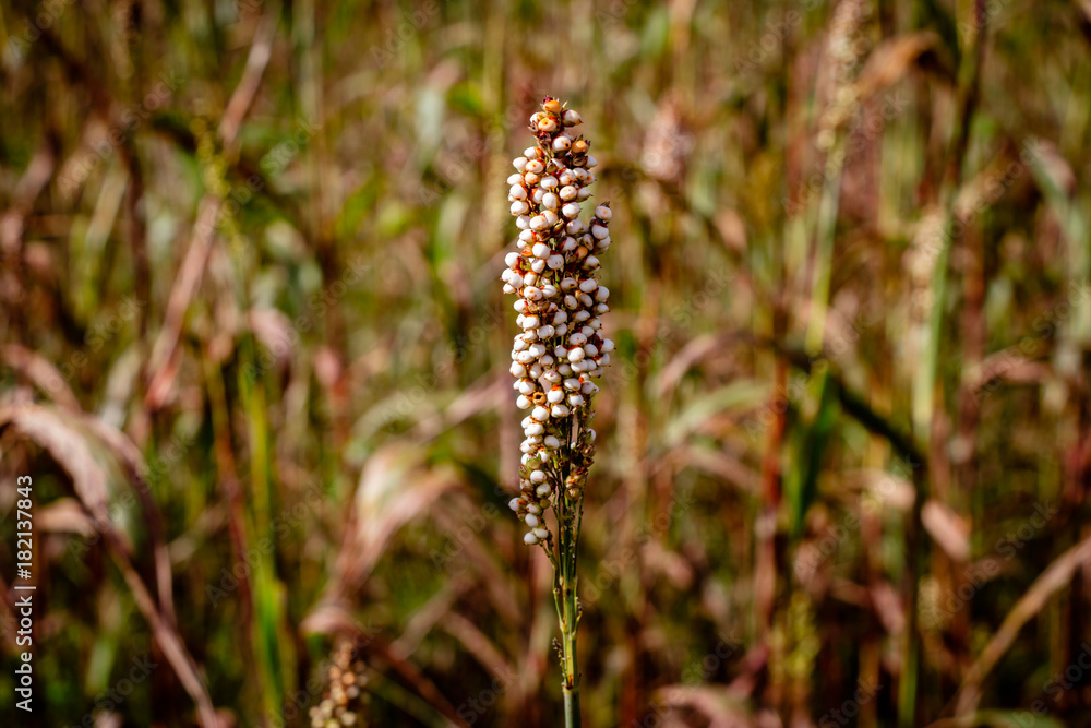 Close up of a Sorghum plant nearby Mbale in Uganda. Sorghum is a genus of flowering plants in the grass family Poaceae. 