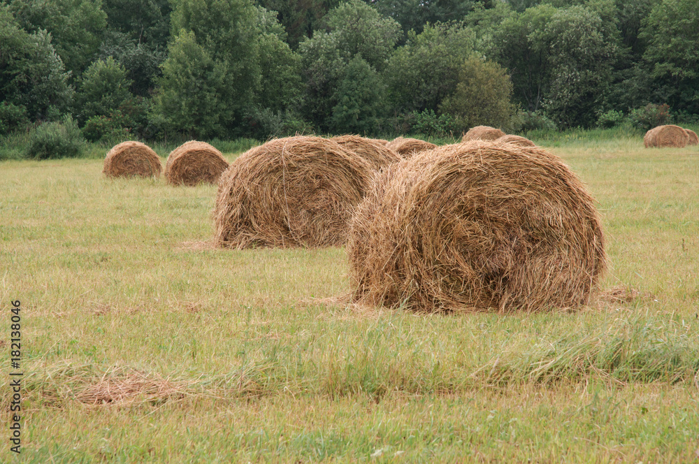 Rural landscape with rolls of straw stacks Rural landscape with rolls of straw stacks