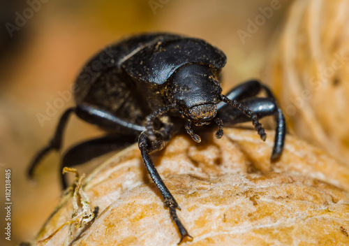 black beetle closeup